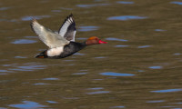 Pitsford Water